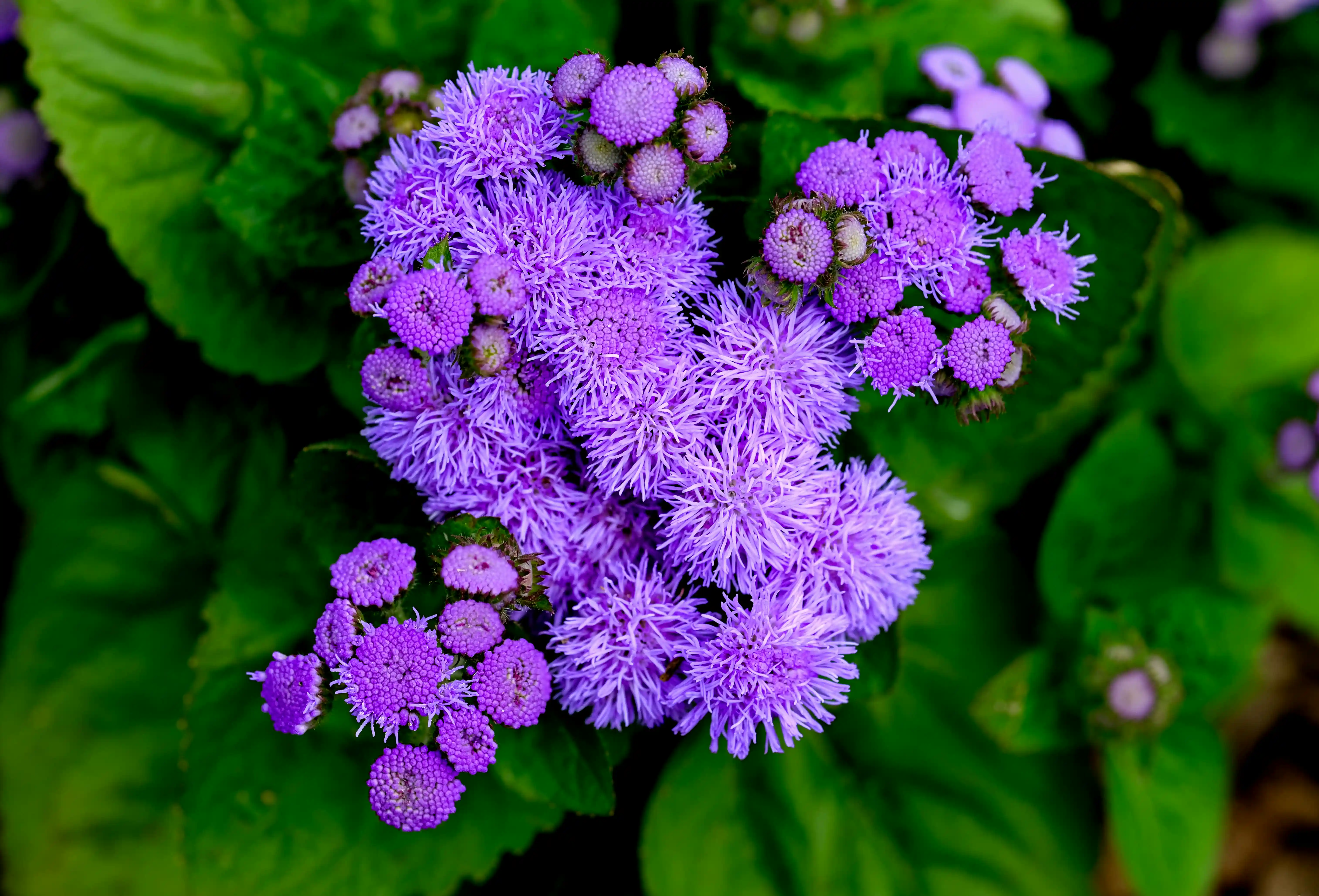 Product Background 2